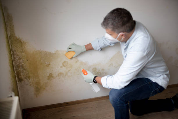 Best Commercial Mold Inspection  in Wayne, OH